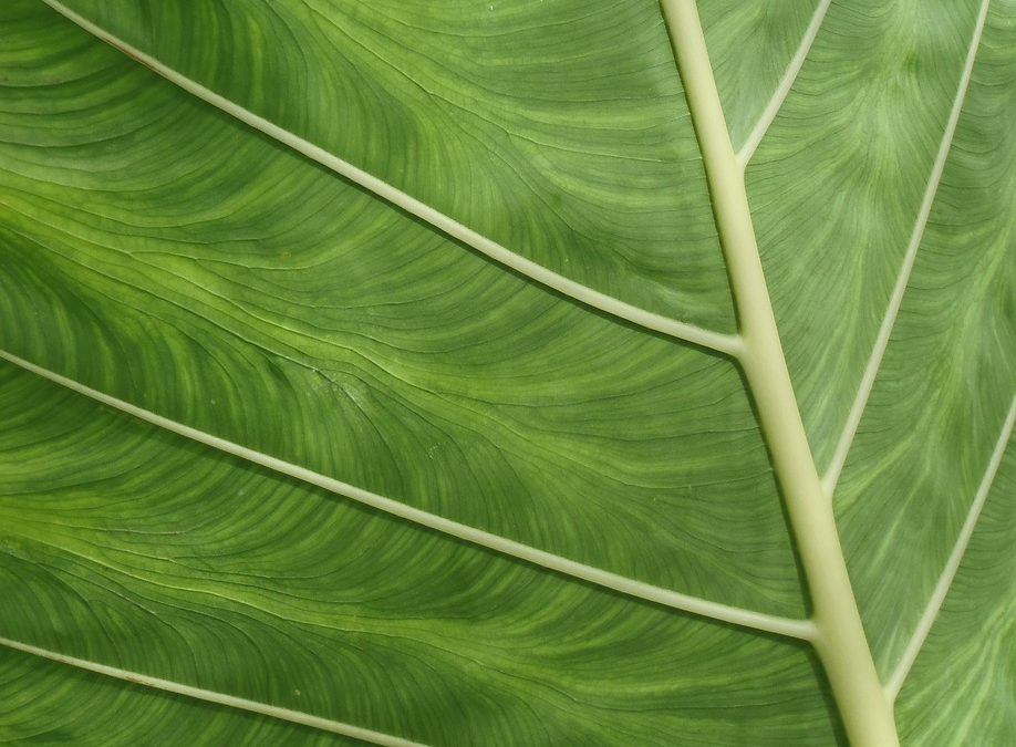 Pembersihan Drainase di Kebun Warga